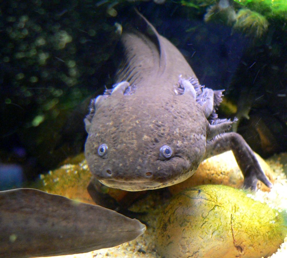 Axolotl (Ambystoma mexicanum), Molch