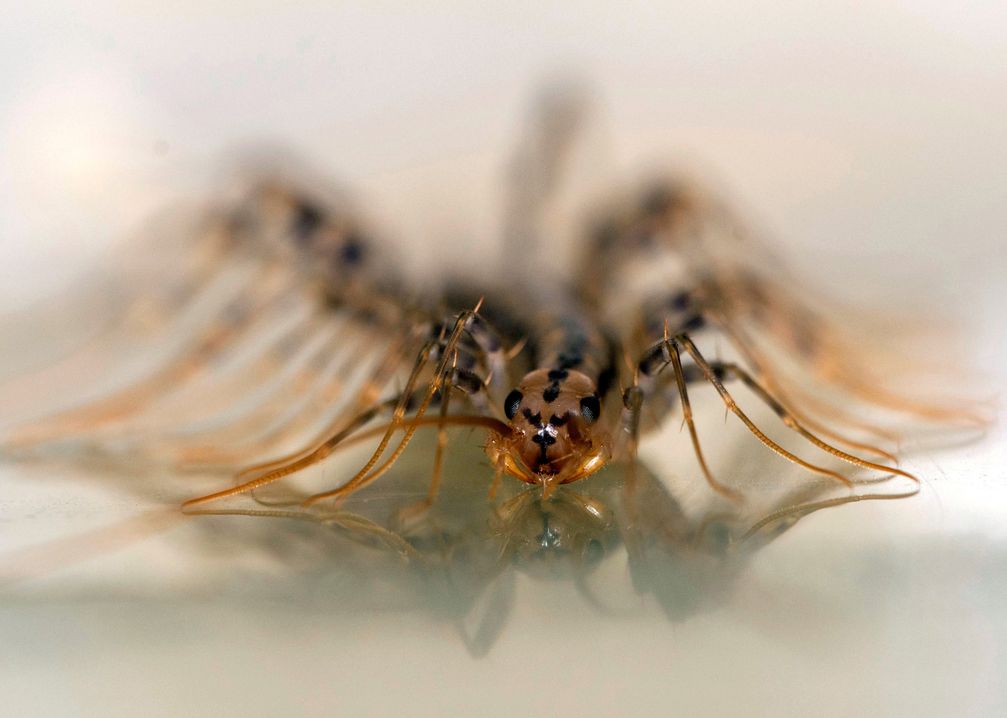 Der einheimische Hundertfüßer Lithobius forficatus lebt in der Bodenstreu und ist eine der untersuchten