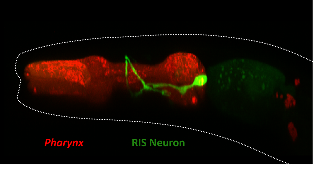 Das RIS-Neuron (grün) im Rachen des Fadenwurms C. elegans.
Quelle: Wagner Steuer Costa (idw)