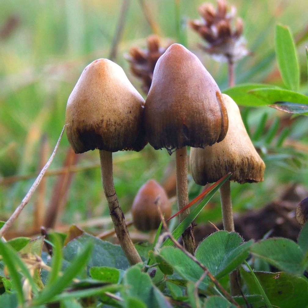 Der Spitzkegelige Kahlkopf (Psilocybe semilanceata) enthält Psilocybin.