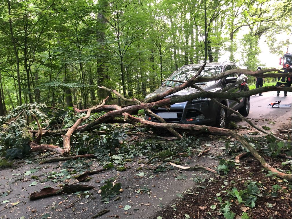 Der Baum stürzte plötzlich auf die Fahrbahn. Bild: Polizei