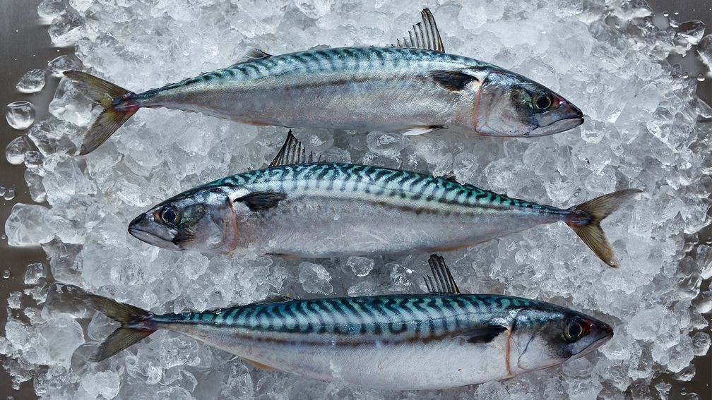 Nordostatlantische Makrele Bild: Marine Stewardship Council (MSC) Fotograf: C. Streeter