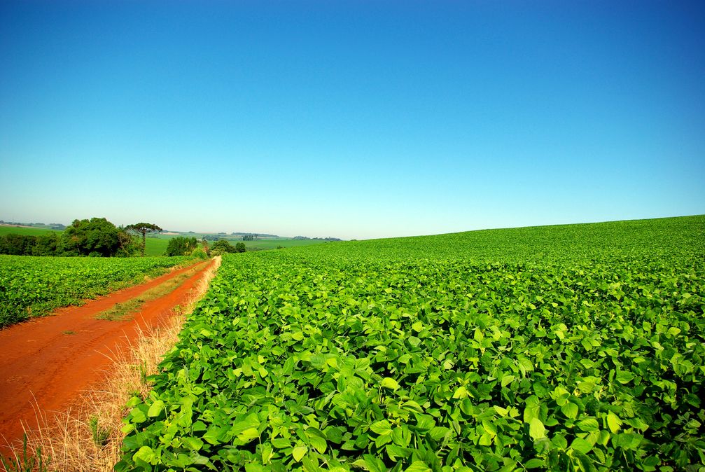 Sojabohnenfeld in Rio Grande do Sul (Brasilien) (Symbolbild)