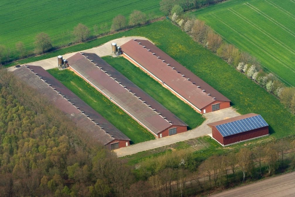 Das Oldenburger Münsterland weist die größte Dichte an Geflügel-, Schweine- und Rinderzuchtbetrieben auf.