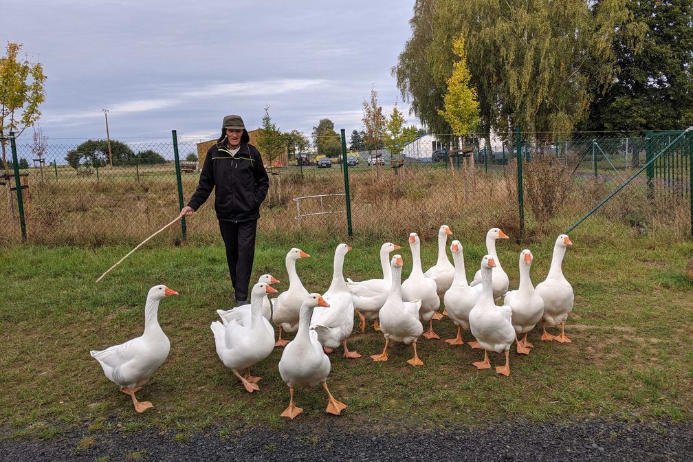 Tiere geben vielen Senioren eine Struktur im Alltag - Karl-Heinz treibt jeden Tag Gänse auf die Weide..  Bild: ZDF Fotograf: Katrin Kleemann