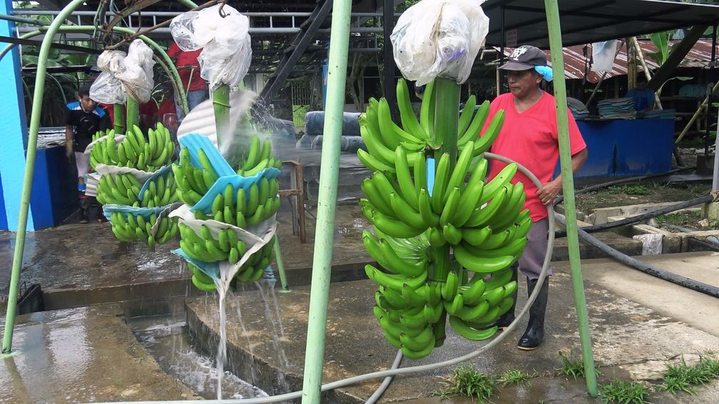 Bio-Bananen aus Ecuador vor der Verschiffung nach Deutschland. / Bild: "obs/ZDF/Daniel Meinl"