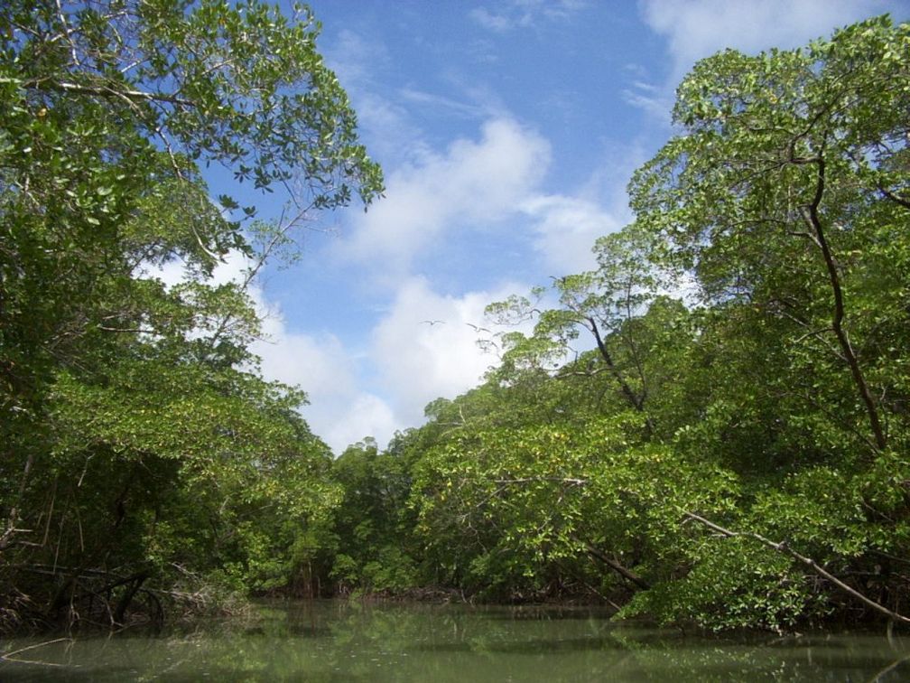 Tropischer Regenwald in Amazonien, Brasilien