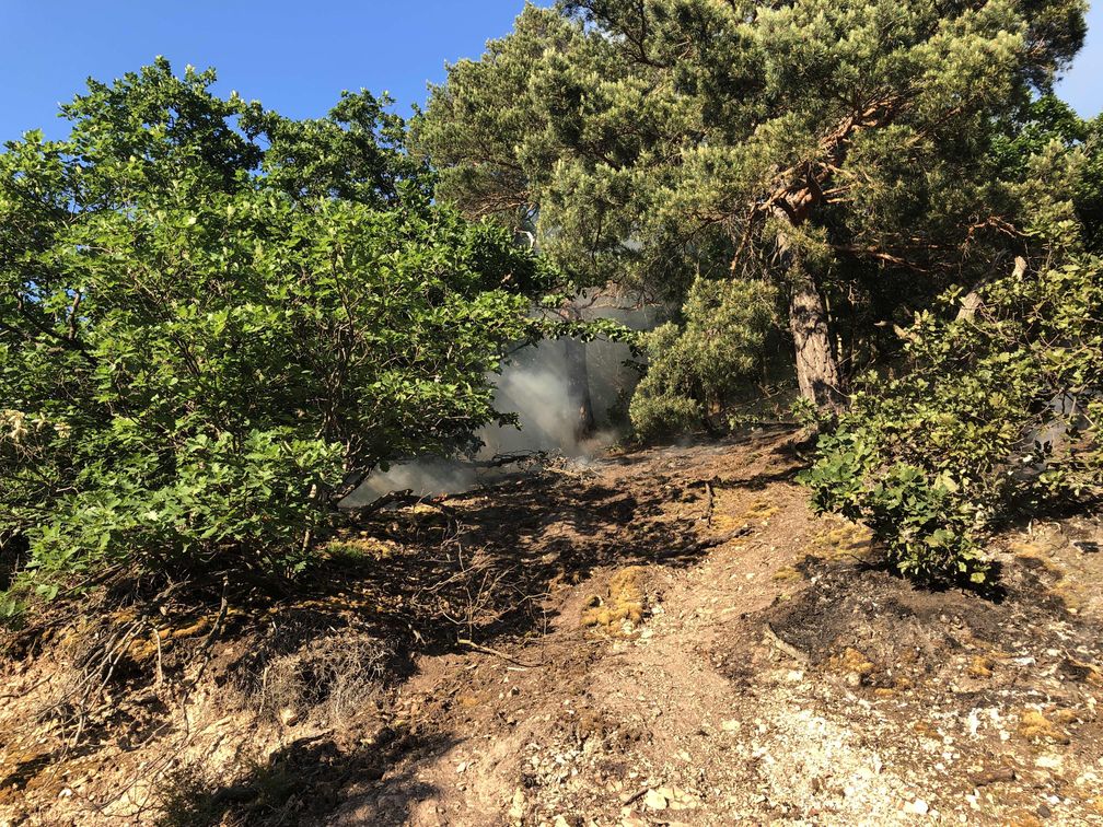Der Brand im Naturschutzgebiet "Gans" Bild: Polizei