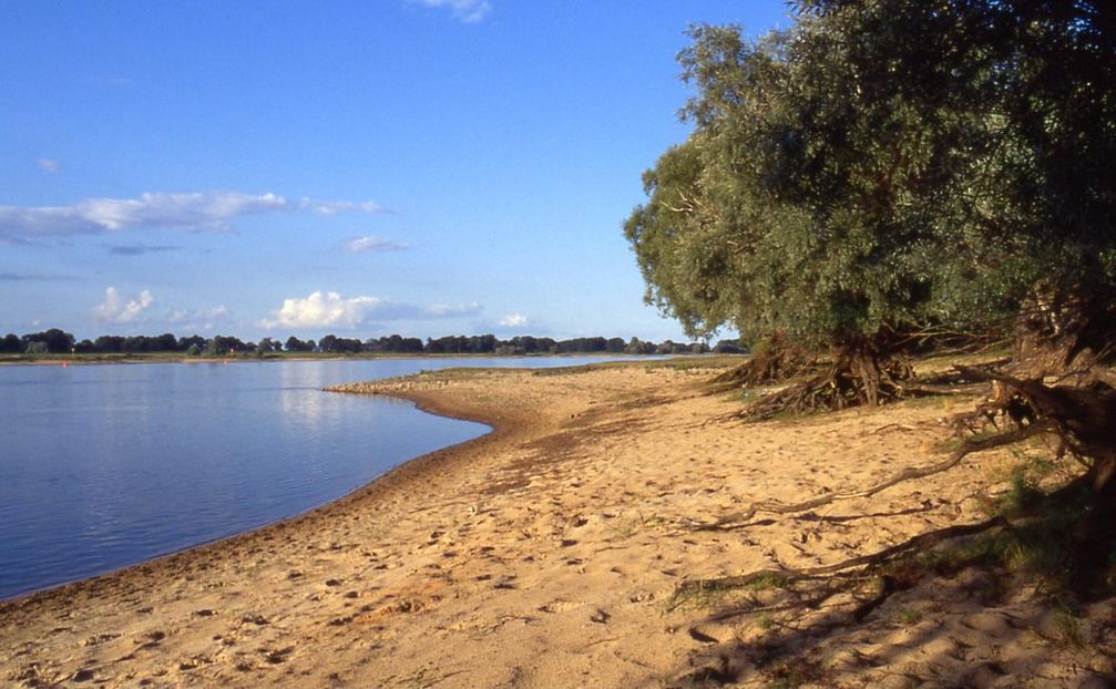 Die Elbe ist ein Sandfluss mit teilweise noch naturbelassenen Ufern (Symbolbild)