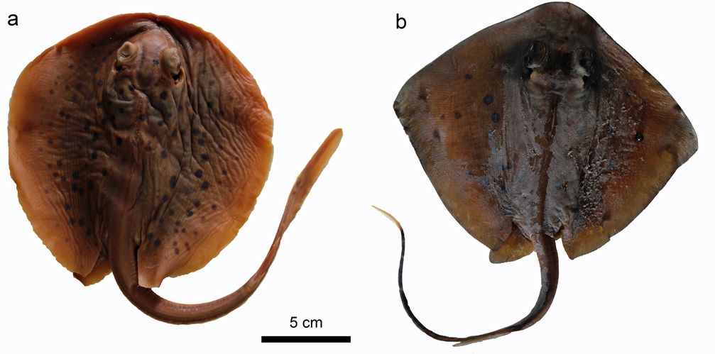 Zwei heutige Stachelrochen: a) Taeniura lymma; b) Neotrygon sp. Die Exemplare befinden sich in der Sammlung des Institutes für Paläontologie der Universität Wien.
Quelle: © Giuseppe Marramà (idw)