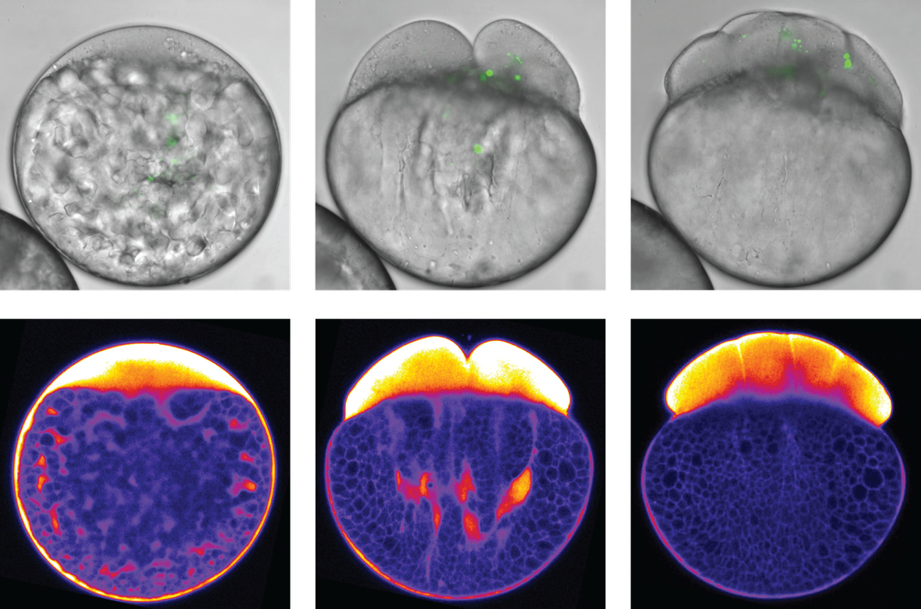 Während die Zellteilung in der Zebrafisch-Eizelle einsetzt, entmischen sich Cytoplasma und Dottergranulate. Obere Bildreihe: Hellfeldaufnahmen der Entwicklung des Zebrafisch-Embryos
Quelle: IST Austria/Heisenberg group (idw)