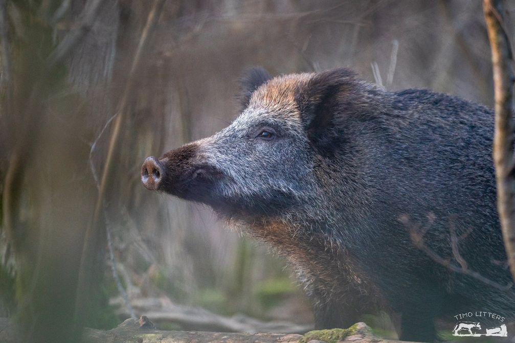 Bild: Timo Litters, Wildtierschutz Deutschland