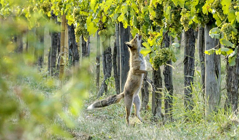 SWR Fernsehen NATURPARADIES WEINBERG, am Sonntag (06.10.19) um 20:15 Uhr.Fuchs frisst Weintrauben. Bild: "obs/SWR - Südwestrundfunk"