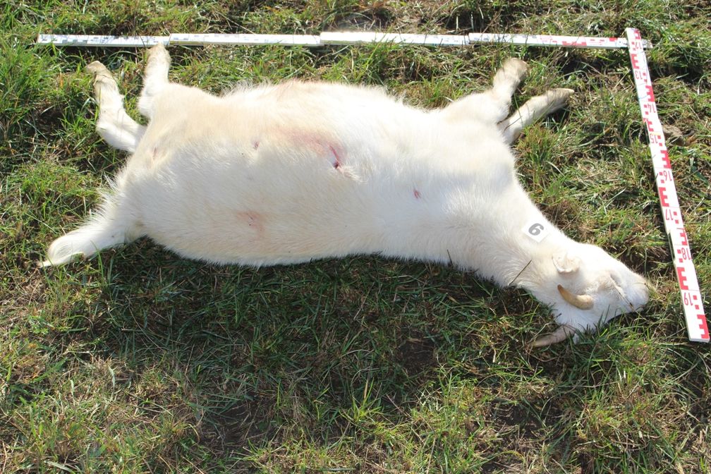 Eine der getöteten Ziegen mit sichtbaren Einschüssen Bild: Polizei