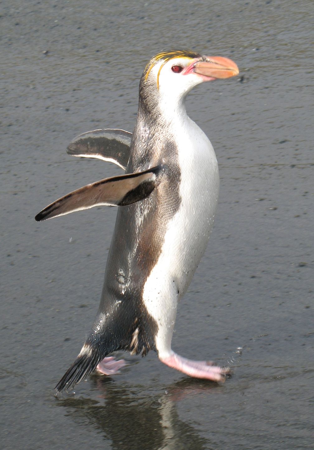 Haubenpinguin