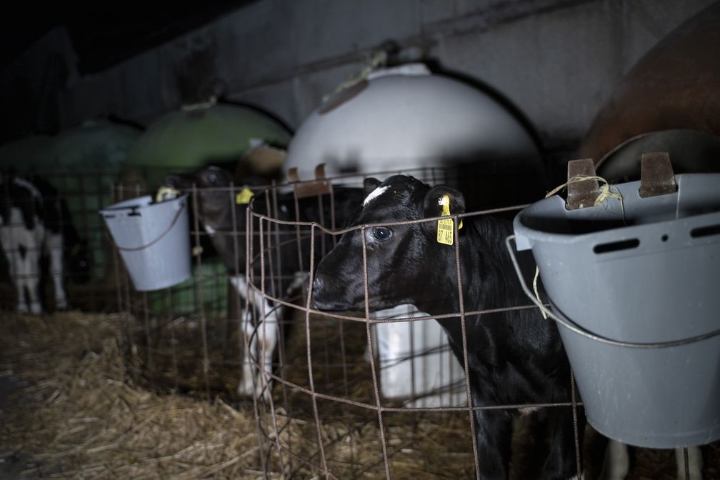 Schockierende Aufnahmen: Tierleid in der Milchindustrie – ANINOVA deckt grausame Realität auf