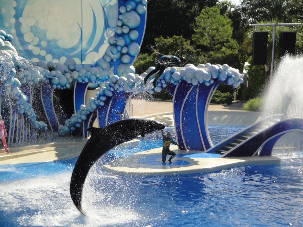 Sea World Show: Blue Horizons (Whale & Dolphin Theater)