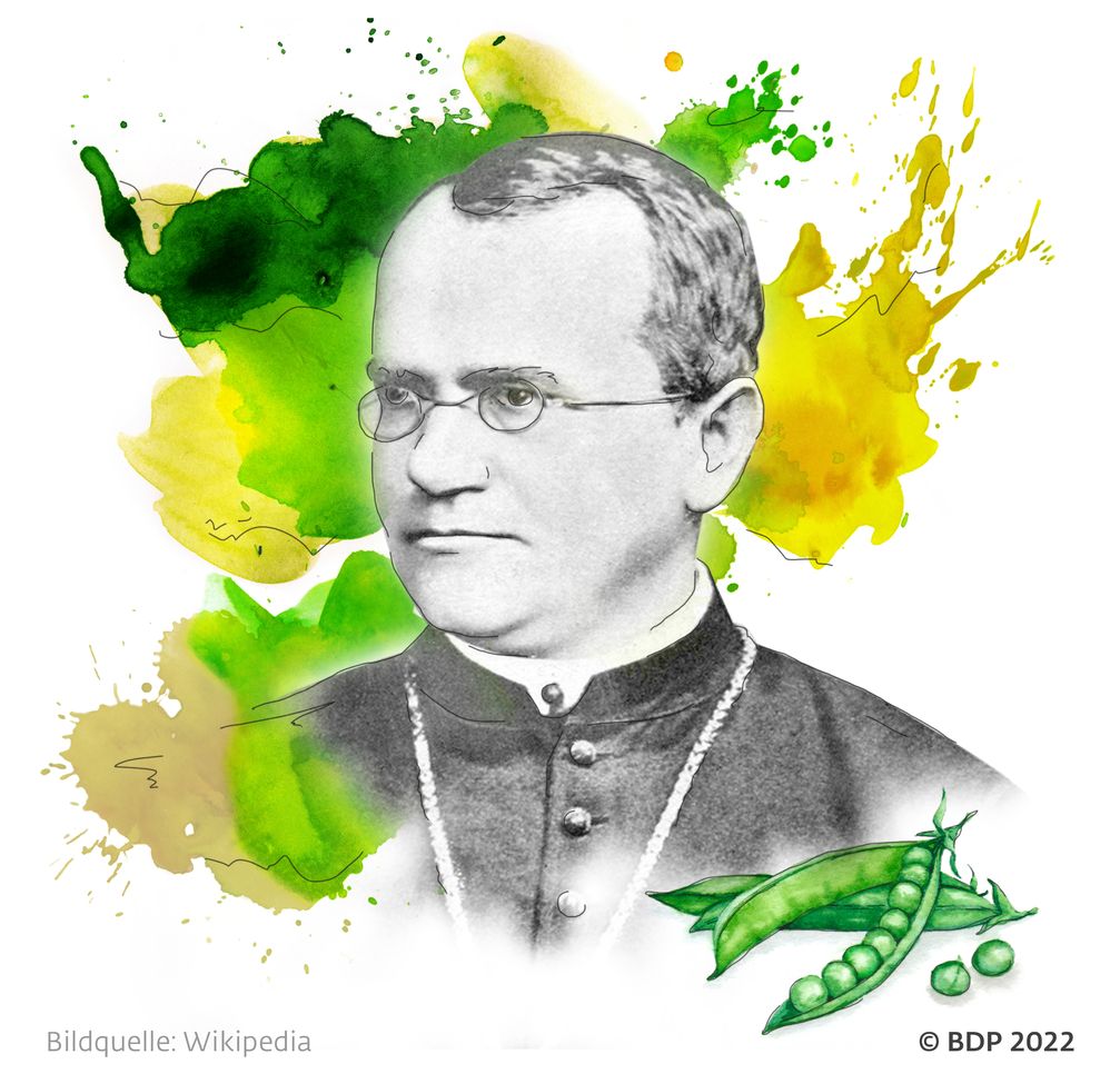 Der Mönch und Naturforscher Gregor Mendel (1822-1884) Bild: Bundesverband Deutscher Pflanzenzüchter e.V. (BDP) Fotograf: BDP