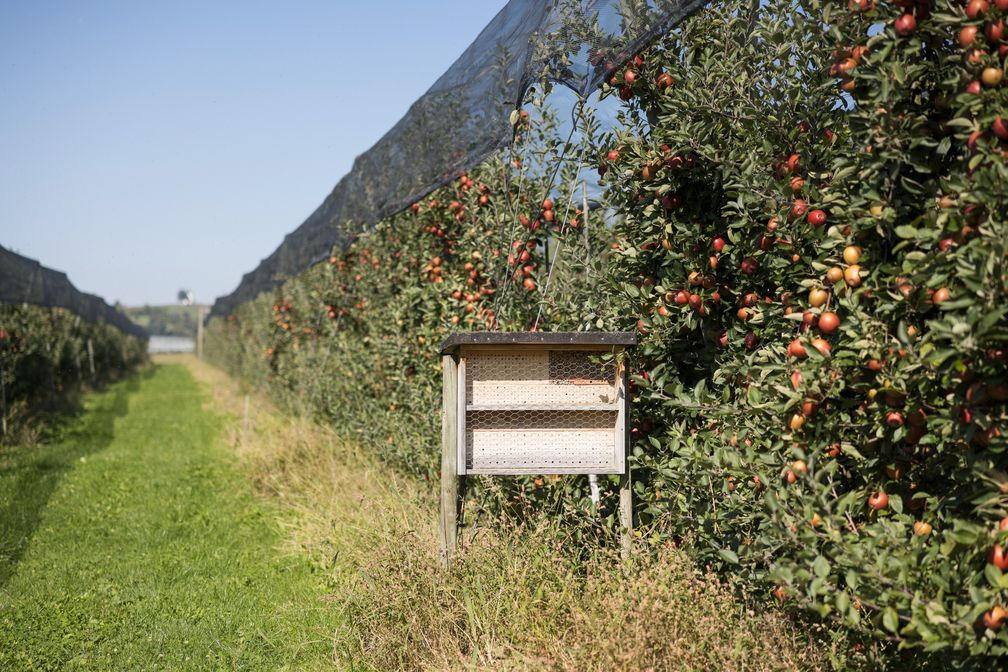Bild: Obst vom Bodensee Fotograf: Obst vom Bodensee
