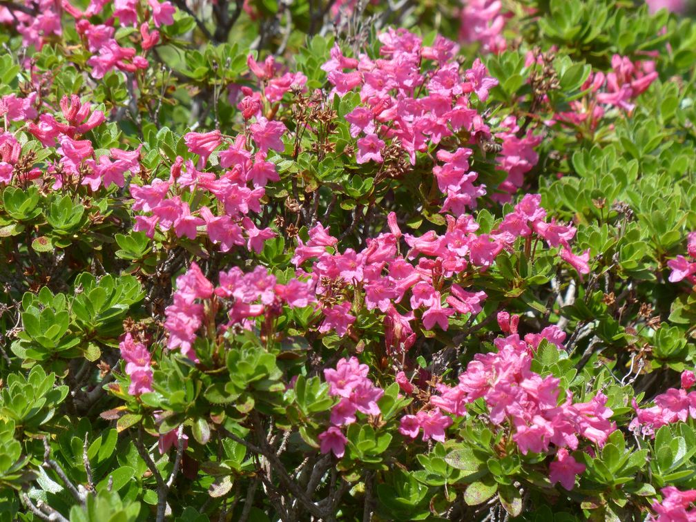 Die Blüten des Rhododendrons stellen je nach Pflanzenzüchtung verschiedene kraftvolle Farben zur Schau.