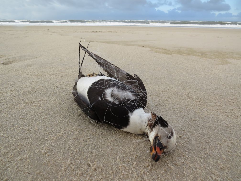 Ertrunken im Stellnetz - Eisente Clangula hyemalis, Männchen. Bild: obs/Karl Kaus Stiftung/Rainer Borcherding