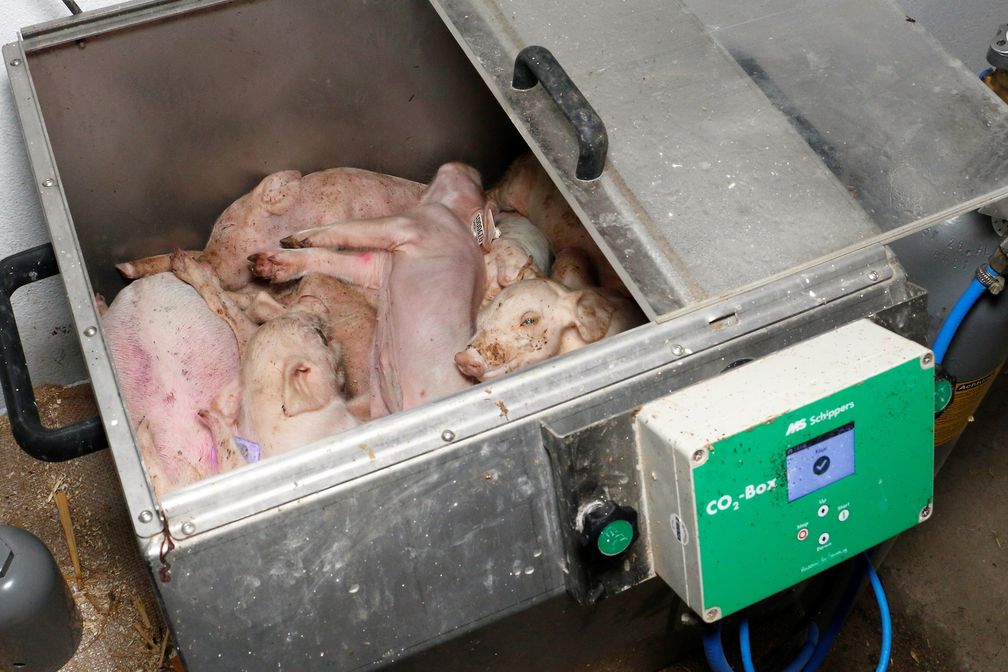 Tote Ferkel in einer CO2-Tötungsbox