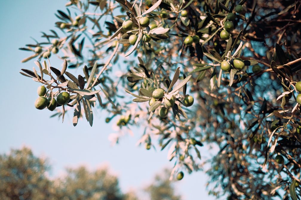 Aus der großen Familie der Olivenbaumsorten stechen einige durch ihre größere Präsenz hervor, wie z. B. Arbequina, Cornicabra, Hojiblanca oder Piqual, die zu den wichtigsten in Spanien und auch in Europa gehören.