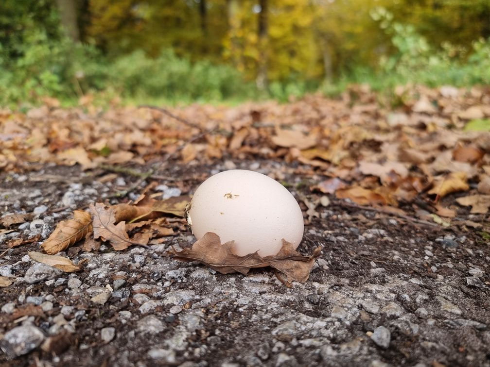 Ein gelegtes Ei im Waldstück.