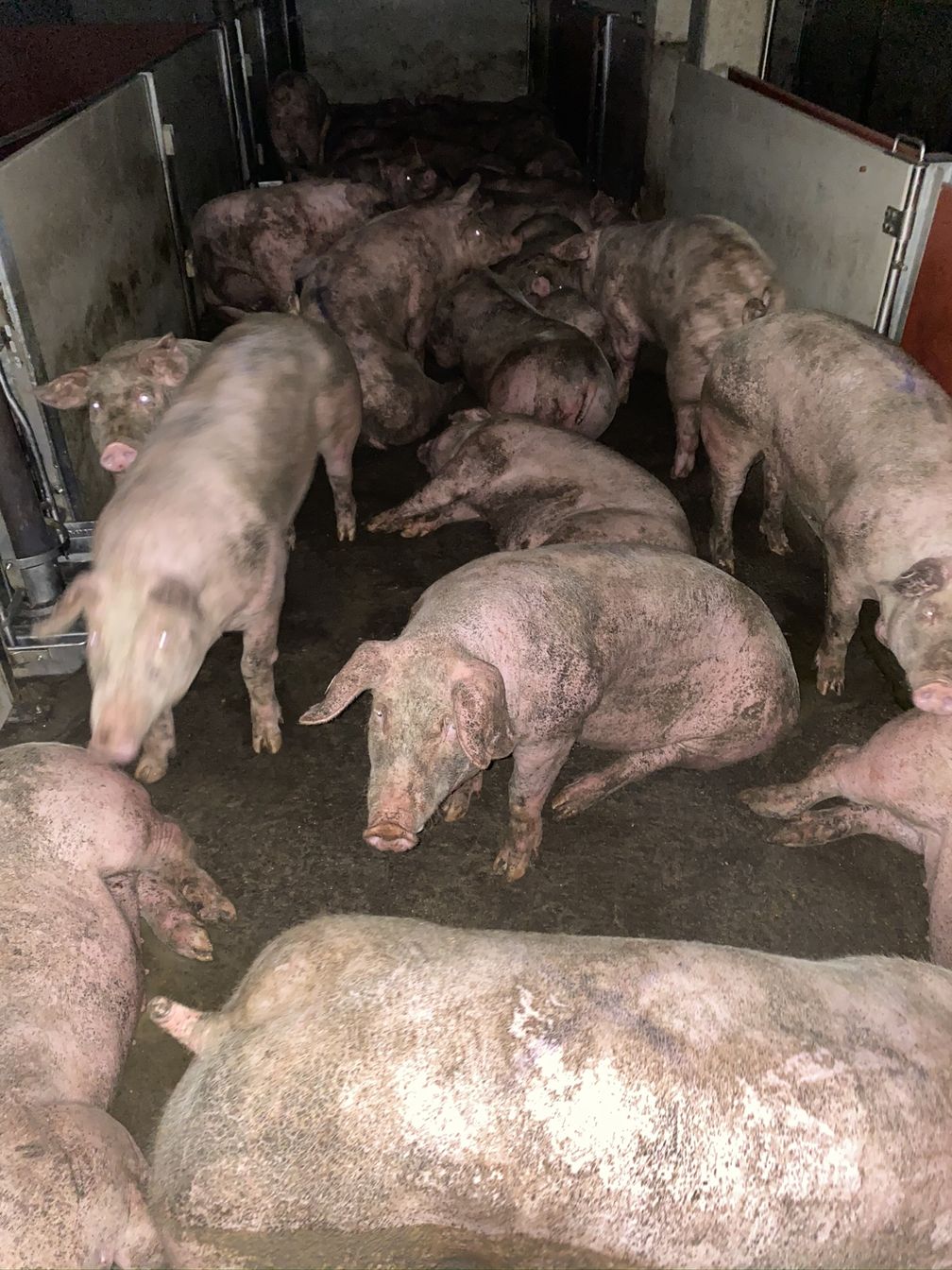 Schweine im Wartebereich des Schlachthofes Gärtringen Ende Juni 2020. Die Tiere liegen in ihren Fäkalien.  Bild: "obs/SOKO Tierschutz e.V."