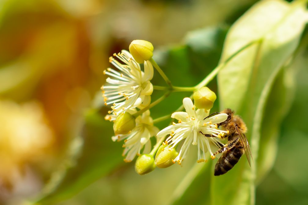 Biene auf Lindenblüte. Insekten, Insektenschutz, insektenfreundliche Gehölze, Linde, Ahorn, Kornelkirsche, Eiche / Bild: "obs/Bund deutscher Baumschulen (BdB) e.V./Kosolovskyy/iStock"