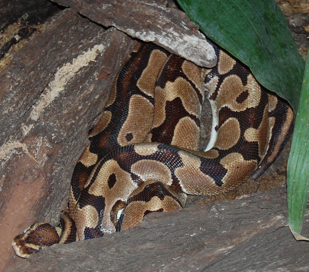 Königspython (Python regius)