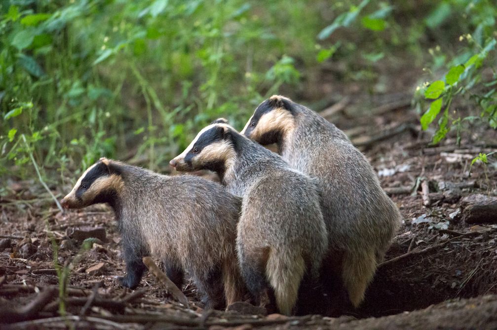 Bild: Wildtierschutz Deutschland e.V. Fotograf: Berndt Fischer