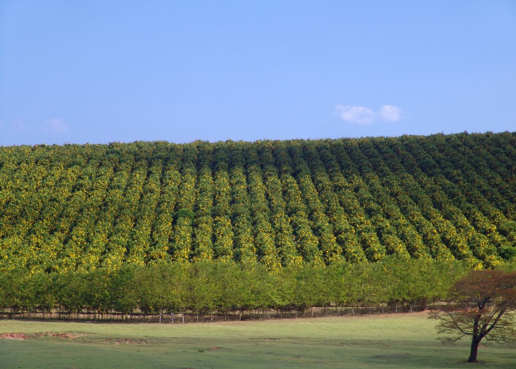 Orangenbaum Plantage in Brasilien (Symbolbild)