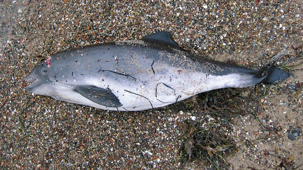 Toter Schweinswal am Strand / Bild: "obs/Gesellschaft zur Rettung der Delphine e.V./Ronald Hahn"