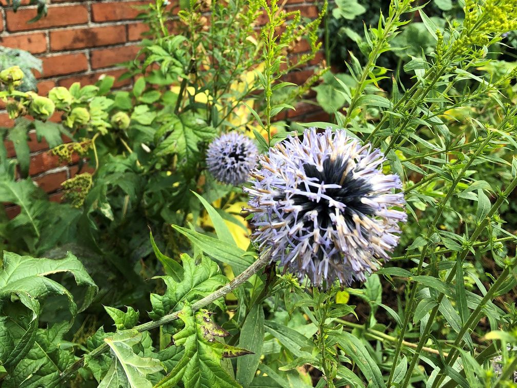 Wetterextreme-im-Garten-Was-Pflanzenfans-jetzt-wissen-m-ssen