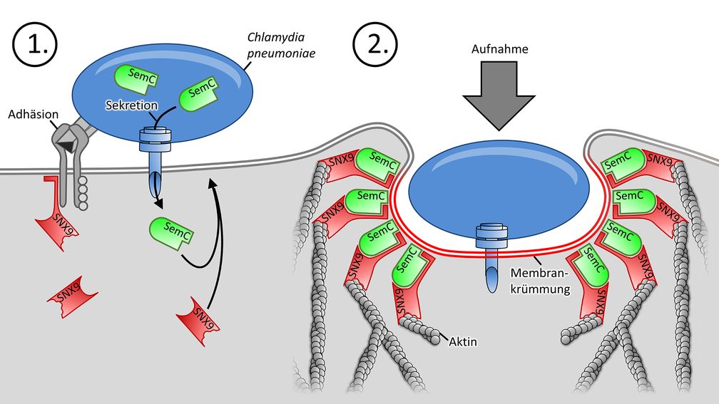 Mithilfe von Adhäsinen (grau) bindet ein Chlamydium an die Zelle und bringt ihr SemC (grün) ein. Es verbiegt die PM, dort bindet das humane SNX9 (rot), und hier dringt das Bakterium ein.
Quelle: HHU / Dr. Sebastian Hänsch (idw)