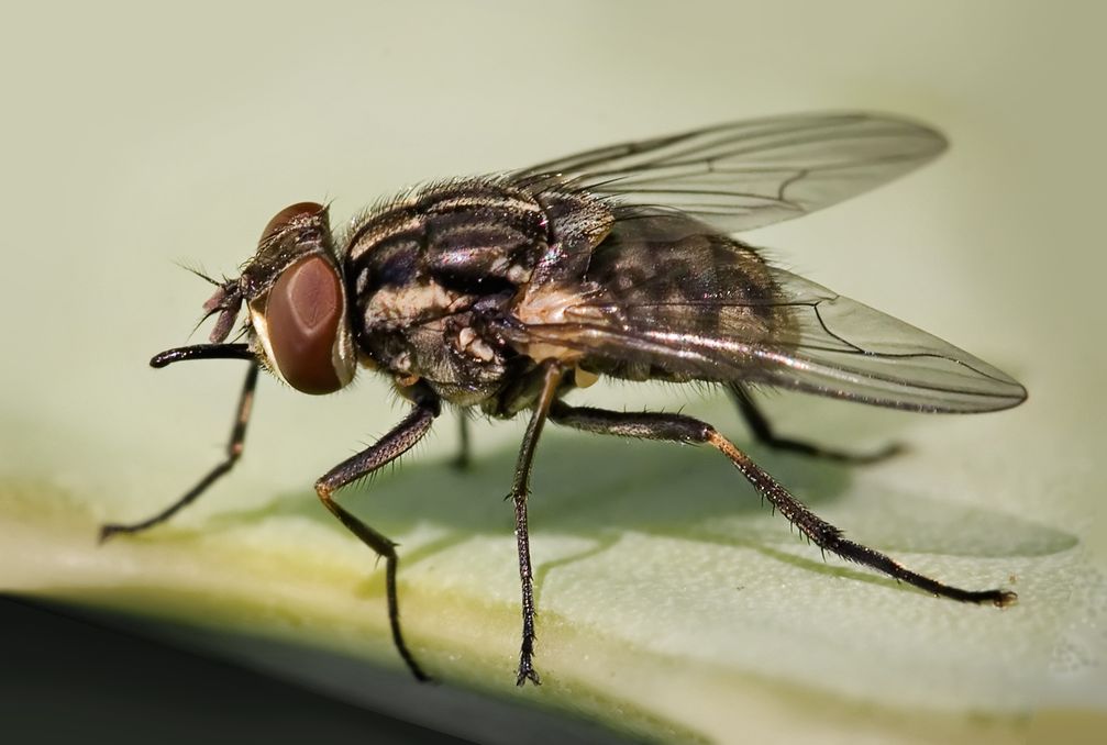 Der Wadenstecher, Wadenbeißer bzw. die Gemeine Stechfliege, Brennfliege oder Stallfliege (Stomoxys calcitrans, von griechisch stoma στόμα ‚Mund, Maul‘, oxys ὀξύς ‚scharf, spitz‘ und lateinisch calcitrare ‚hinten ausschlagen‘).