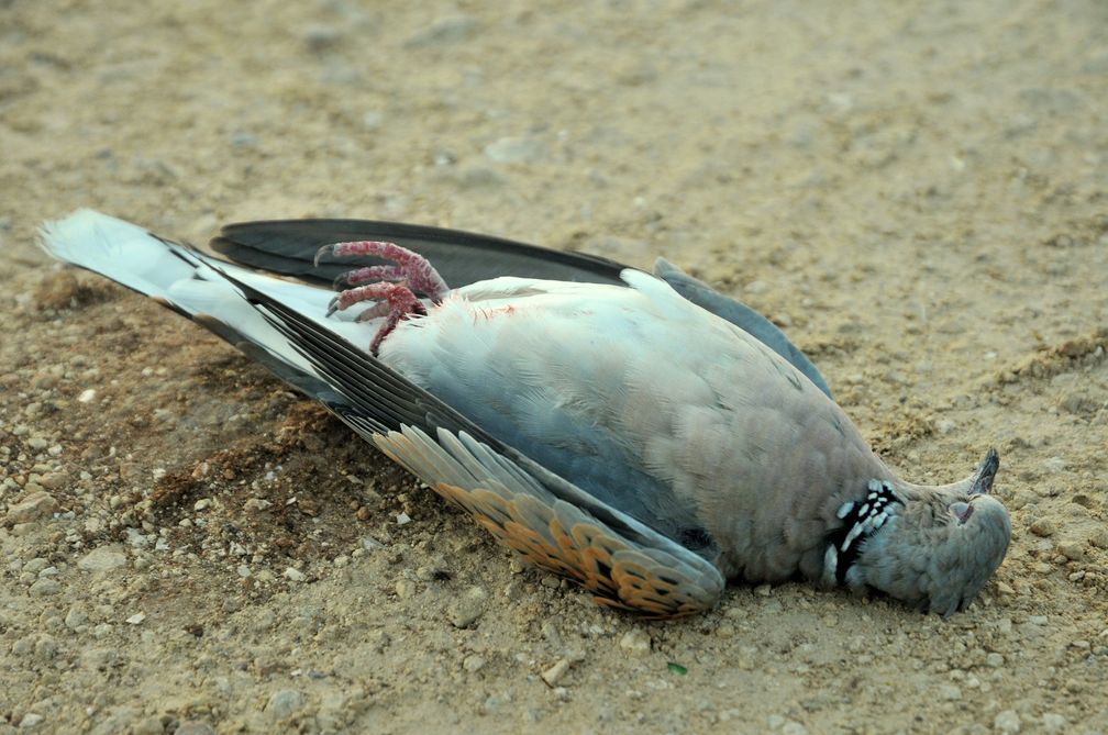 Bild: "obs/Komitee gegen den Vogelmord e.V."