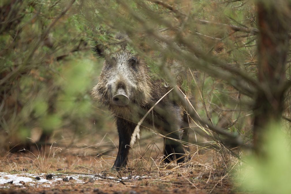 Bild: "obs/Wildtierschutz Deutschland e.V./Suittenpointner Stefan, WTSD e.V"