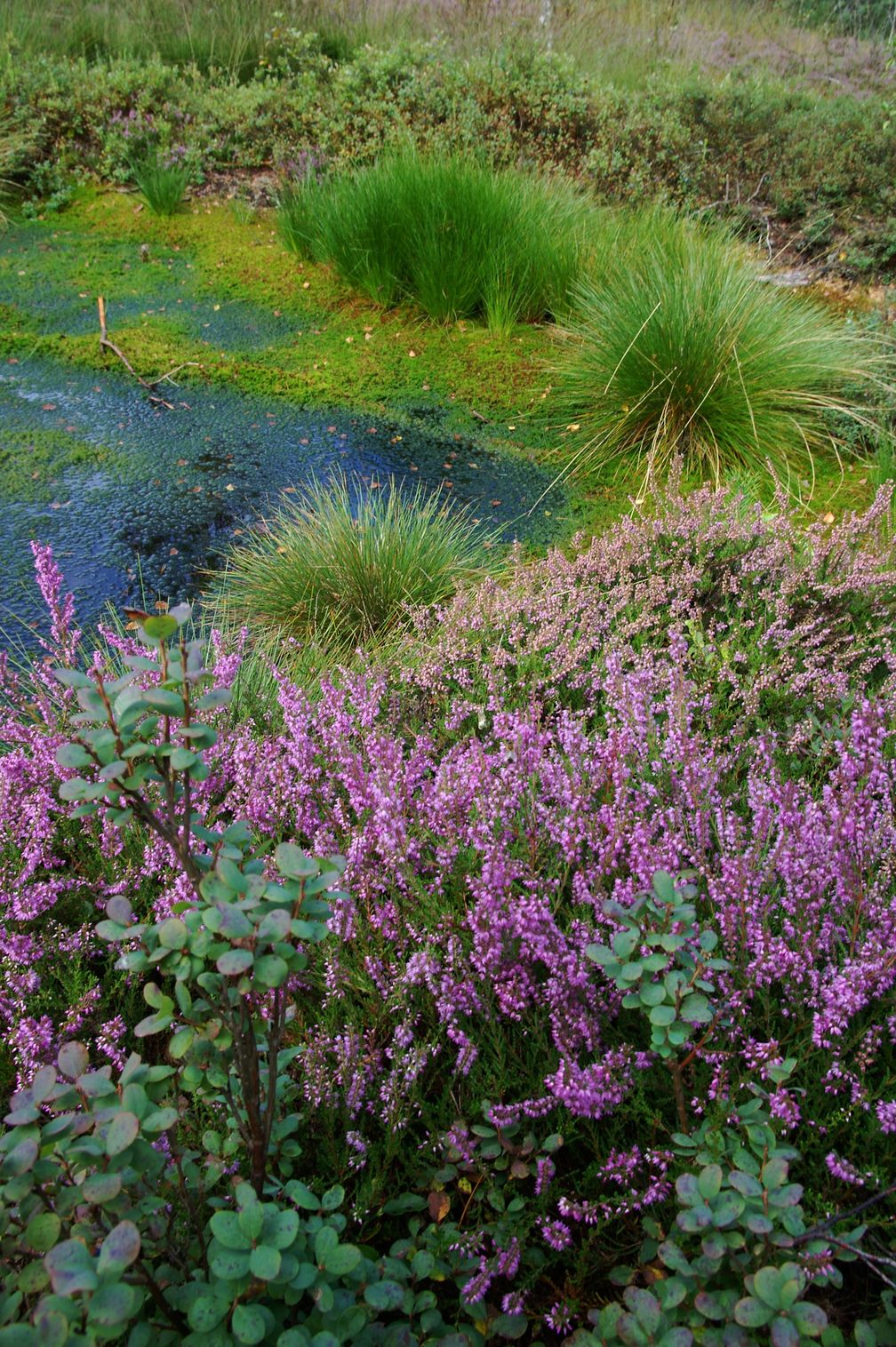 Moore sind die Schwämme der Natur: Sie schützen vor Überflutungen bei starken Regenfällen und als Wasserspeicher für heiße und trockene Sommer.