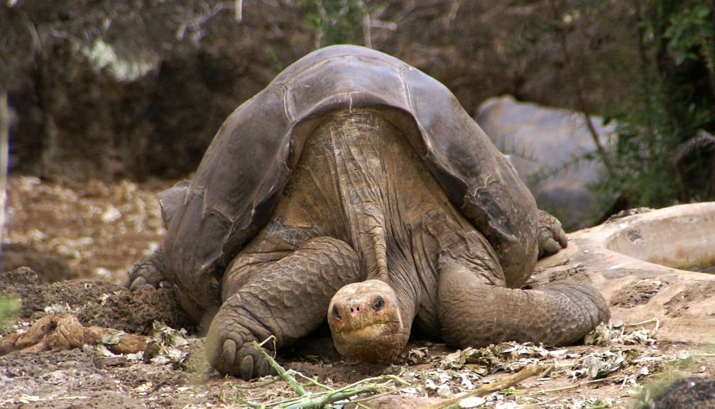 Lonesome George