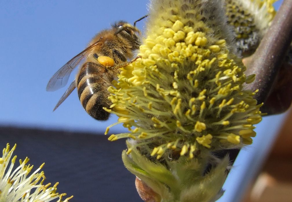 Weidenbäume sind für Wild- und Honigbienen eine der ersten wichtigen Nahrungsquellen im Frühjahr. Bild: Deutscher Imkerbund e. V. Fotograf: Peter Gerson