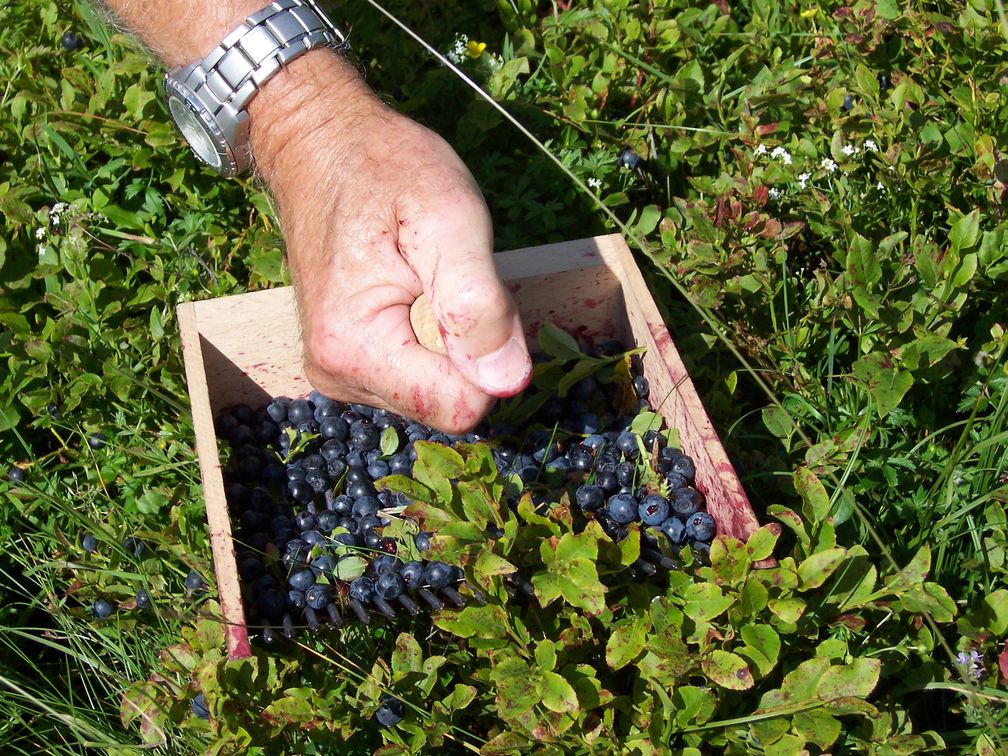 Heidelbeerernte mit einem Blaubeer- bzw. Heidelbeerkamm (Symbolbild)