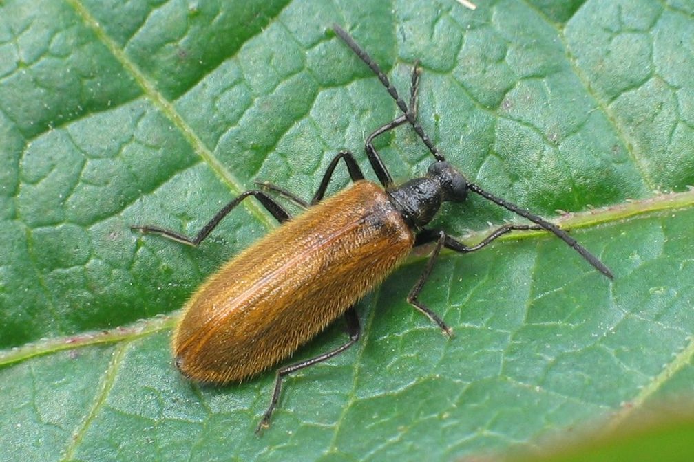 Gemeiner Wollkäfer (Lagria hirta)