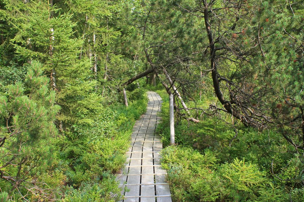 Großer Filz im Nationalpark Bayerischer Wald