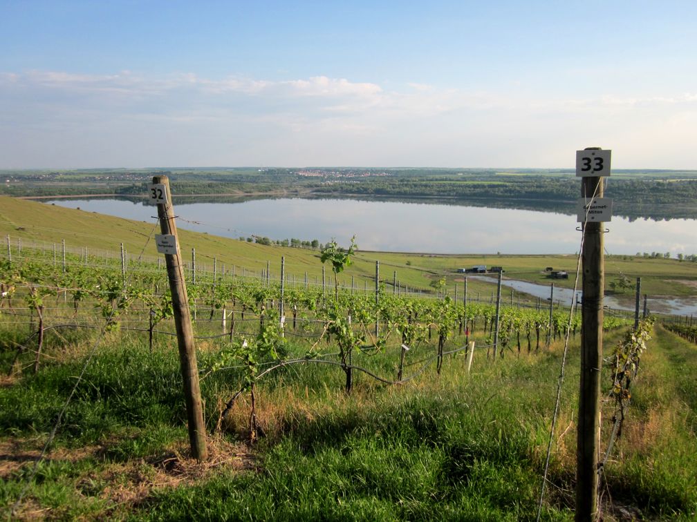 Geiseltalsee mit Weinberg