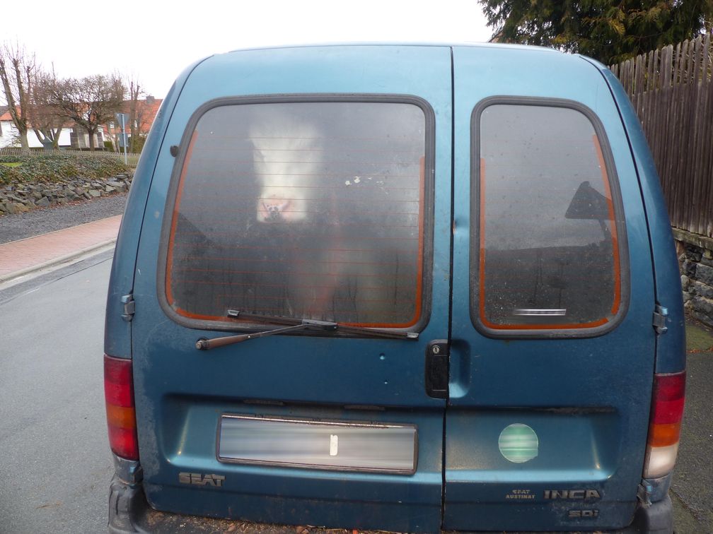 Seat Inca mit beförderten Rind