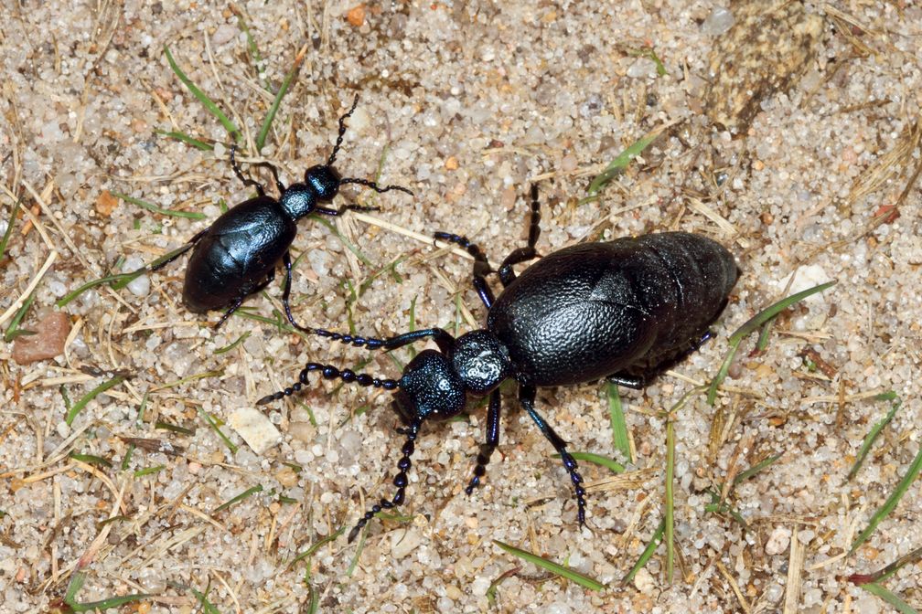 Zwei männliche Exemplare des Schwarzblauen Ölkäfers.