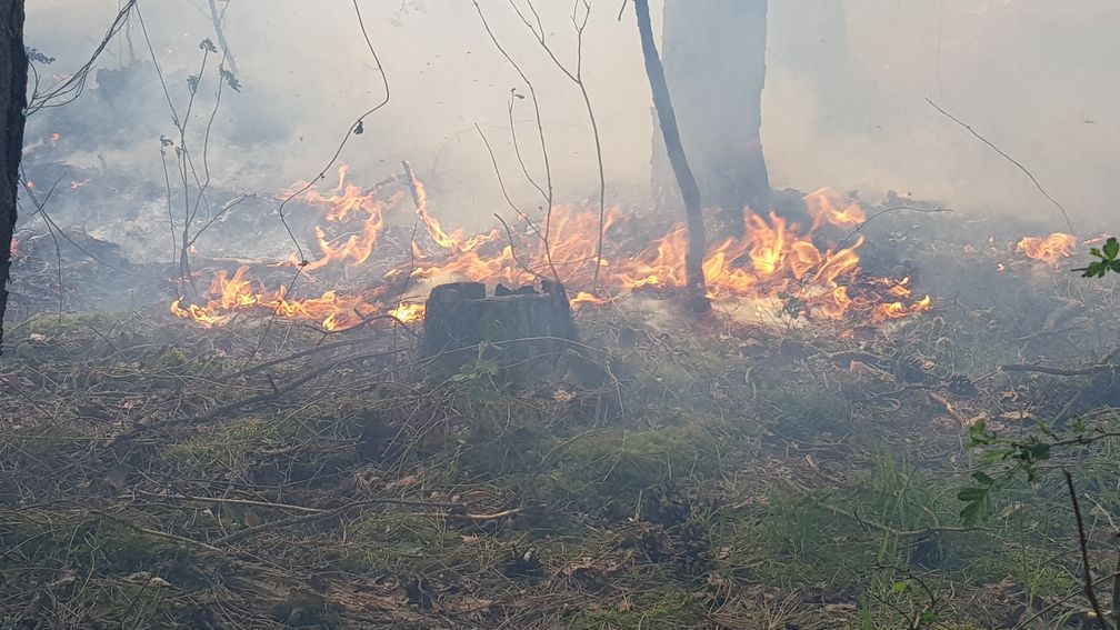 Das Feuer im Unterholz Bild: Feuerwehr