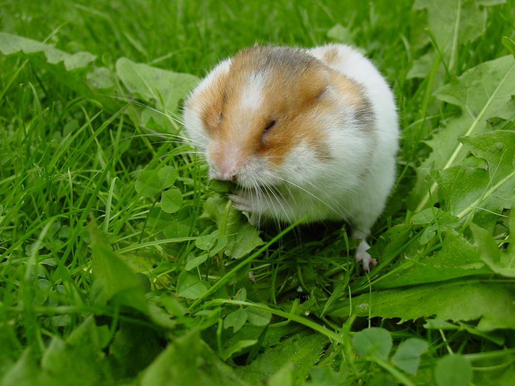 Ein Goldhamster füllt sich die Backentaschen mit Löwenzahnblättern